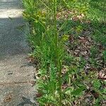 Senecio ampullaceus Habit