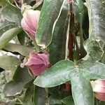 Passiflora amethystina Çiçek