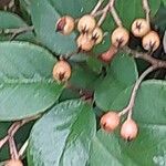 Cotoneaster meiophyllus Fruto