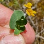 Coronilla scorpioides Cvet