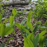 Convallaria majalis Hàbitat