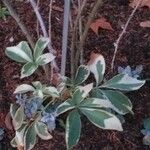 Halimodendron halodendron Hoja