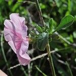 Convolvulus cantabrica ഇല