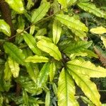 Ochna serrulata পাতা