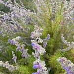 Trichostema lanatum Flor