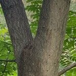 Ailanthus altissima Rusk