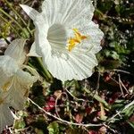 Narcissus cantabricus Flor