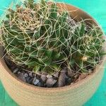 Mammillaria decipiens Foglia