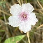 Linum tenuifolium Kwiat