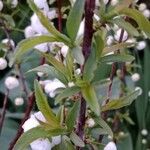 Prunus glandulosa पत्ता