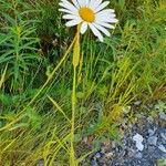 Leucanthemum heterophyllum 花