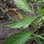 Cyanthillium cinereum Leaf