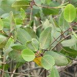 Laguncularia racemosa Folla