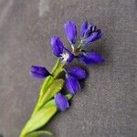 Polygala alpestris Flower