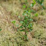 Betula nana Leaf