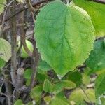 Philadelphus coronariusAnders