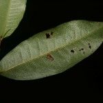 Brosimum rubescens Leaf