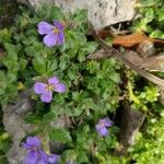 Aubrieta deltoideaKvet