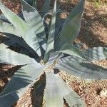 Agave asperrima Other