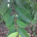 Garcinia gardneriana Leaf