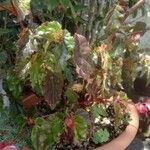 Begonia acutifolia Liść