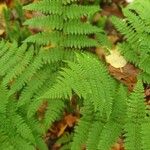 Dryopteris intermedia Hoja