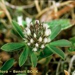 Trifolium bocconei Natur