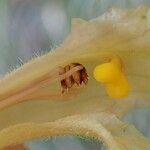 Orobanche lutea Fiore