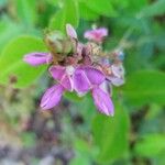 Desmodium intortum Blüte