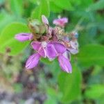 Desmodium intortum 花