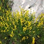 Genista sylvestris Flor