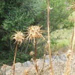 Silybum marianum Habitus