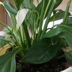 Spathiphyllum wallisiiFlor