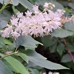 Clethra alnifolia फूल