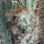 Cereus hildmannianus Leaf