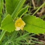 Sida cordifolia 花