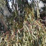 Eucalyptus camaldulensis List