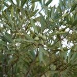 Pittosporum deplanchei Blad