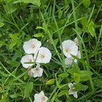 Convolvulus arvensisLorea