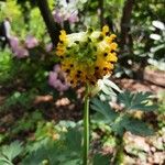 Corydalis nobilis Blüte