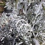 Artemisia arborescensFoglia