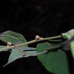 Monanthotaxis laurentii Leaf