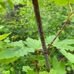 Acer glabrum Rinde