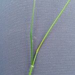 Danthonia decumbens List