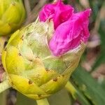 Rhododendron sutchuenense Flower