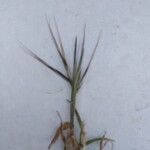 Bromus madritensis Blad