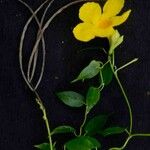 Mandevilla funiformis Fruto
