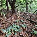 Goodyera pubescens Habitus