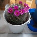 Mammillaria wrightii Flor