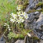 Saxifraga paniculata花